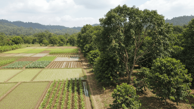 Perbedaan Tanaman Musiman dan Tahunan yang Perlu Dipahami Petani
